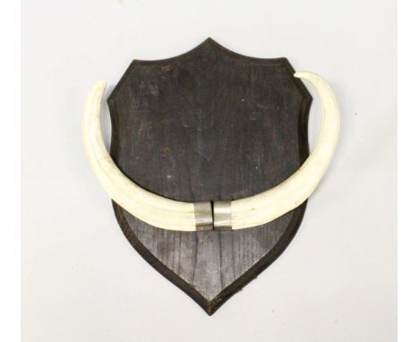 A PAIR OF BOARS TEETH, mounted on a shield shape plaque.