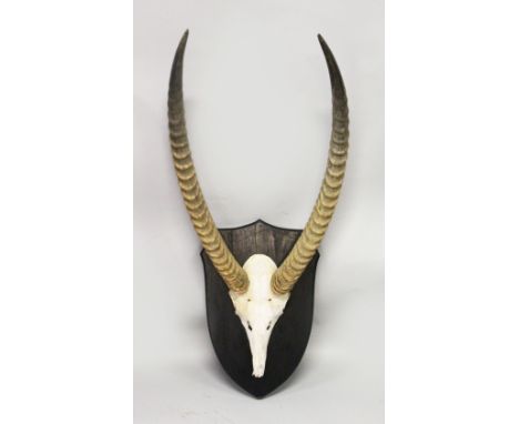 A PAIR OF GAZELLE HORNS, WITH SKULL, mounted on a shield shape plaque. Horns 2ft 4ins long.