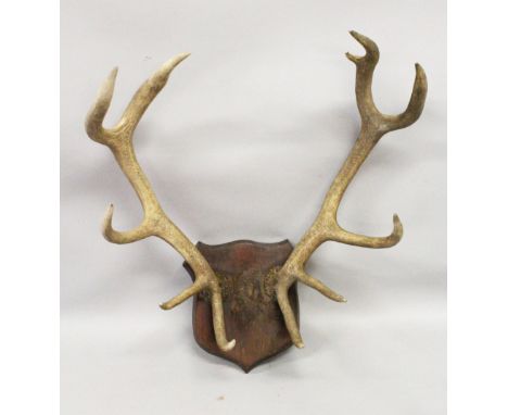 AN IMPRESSIVE PAIR OF "ELEVEN POINT" DEER ANTLERS, mounted on a shield shape plaque. 2ft 2ins wide.