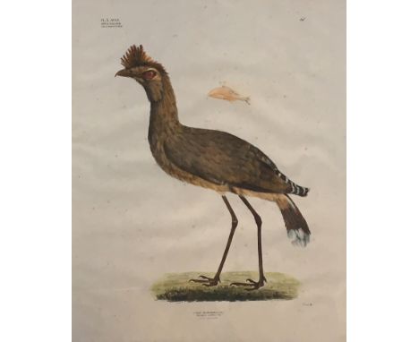 By and after Georg August Goldfuss, (1782 - 1848), Dicholophus cristatus, hand coloured ornithological lithograph, 2/3 natura
