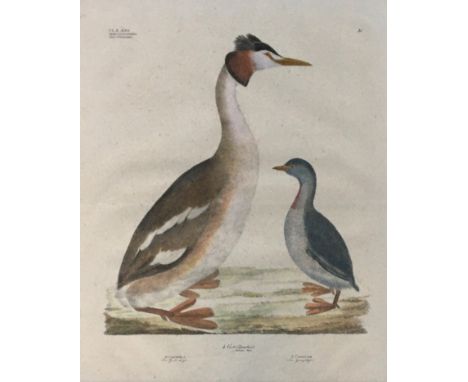 By and after Georg August Goldfuss, (1782 - 1848), Colymbus Podiceps (Pied-Billed Dobchick), hand coloured ornithological lit