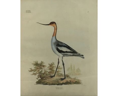 By and after Georg August Goldfuss, (1782 - 1848), Recurvirostra Avosettas (Pied Avocet), hand coloured ornithological lithog