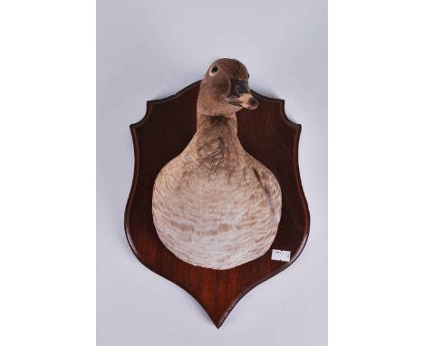 A taxidermy Pink-Footed Goose (Anser Brachyrynchus), trophy mounted on a shield 32 cm H