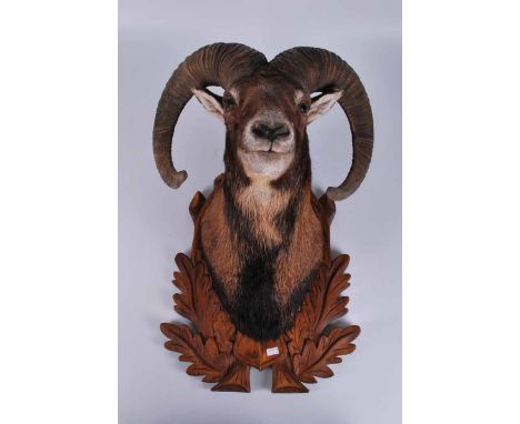 A taxidermy Moulfon (Ovis Aries) ram's head, trophy mounted on relief carved shield, 58.5 cm H