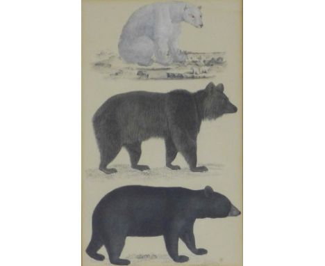 Etched print of three bears, framed under glass, size overall 28 x 37cm 