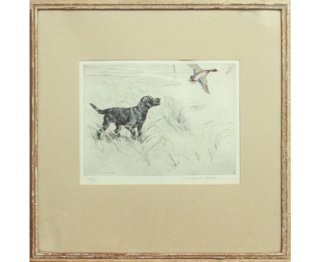 after George Vernon Stokes (British, 1873-1954) Black labradors hunting ducks coloured etchings, signed and numbered in penci