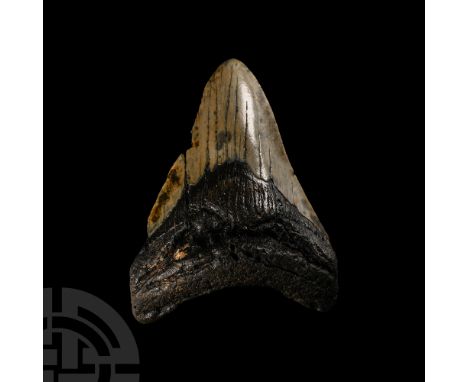 Miocene-Pliocene Period, 23-3.5 million years B.P.. With some good tooth enamel, from Carcharocles megalodon.   214 grams, 10