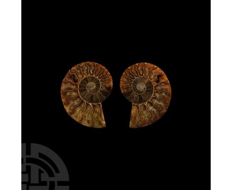Middle Cretaceous Period, 150 million years B.P.. Showing the distinctive pattern of the cross-section chambers, Cleoniceras 