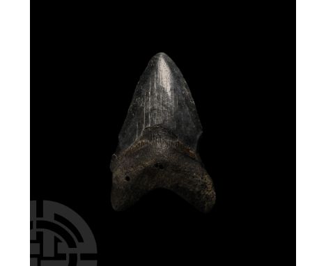 Miocene-Pliocene Period, 23-3.5 million years B.P.. With dark enamel, from Carcharocles megalodon.   85.7 grams, 90 mm (3 1/2