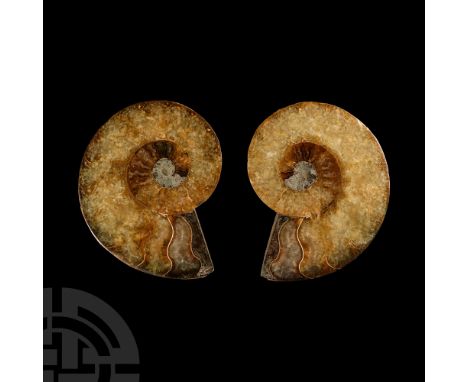 Middle Cretaceous Period, 150 million years B.P.. Revealing the distinctive structure of the Cleoniceras sp. chambers, some i