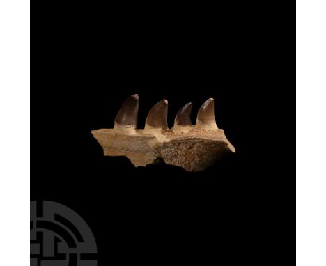 Cretaceous Period, circa 70 million years B.P.. A partial jaw with four teeth from Igdamanosaurus aegyptiacus, formerly assig