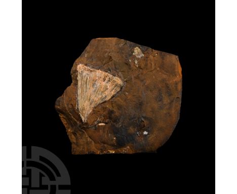 Carboniferous Period, 359-299 million years B.P.. The light-coloured specimen on an irregular matrix.   48 grams, 80 mm (3 1/