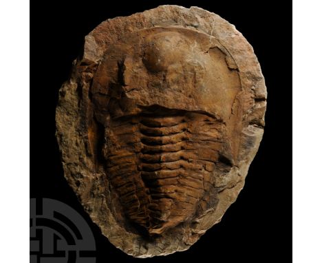 Devonian Period, circa 417-354 million years B.P.. Cambropallas telesto on a light brown matrix.   1.69 kg, 25 cm (9 7/8 in.)