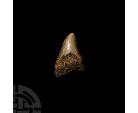Miocene-Pliocene Period, 23-3.5 million years B.P.. With serrations, from Carcharocles megalodon.   56.9 grams, 81 mm (3 1/8 