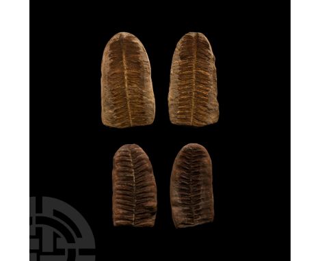 Middle Pennsylvanian Period, circa 300 million years B.P.. Comprising two pairs of Pecopteris sp.   131 grams total, 54-65 mm