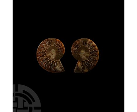 Middle Cretaceous Period, 150 million years B.P.. Polished to reveal the distinctive structure of the Cleoniceras sp. chamber