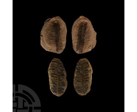 Middle Pennsylvanian Period, circa 300 million years B.P.. Comprising two pairs of Pecopteris sp.   118 grams total, 58-60 mm