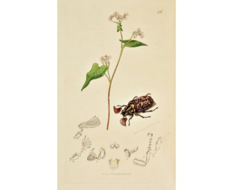 Curtis (John). British Entomology; Being Illustrations and Descriptions of the Genera of Insects found in Great Britain and I