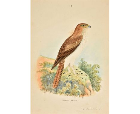 Jerdon (Thomas Caverhill). Illustrations of Indian Ornithology, containing 50 figures of new, unfigured and interesting speci