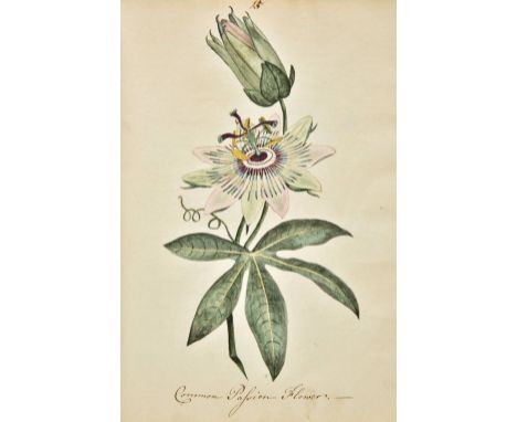 Watercolour Album. The Florist, by Anna Maria Putt, 1793, calligraphic title-page and forty-six watercolour of flowers, some 