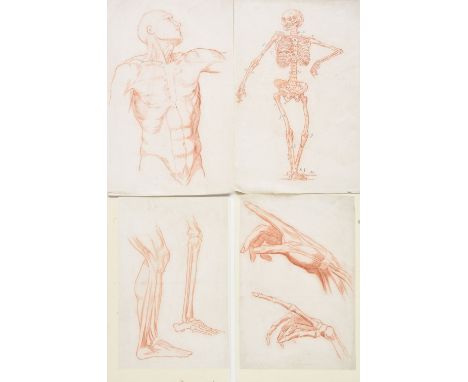 Artistic Anatomy. A series of 27 finely drawn studies of the human anatomy, probably English School, circa 1900, red chalk on