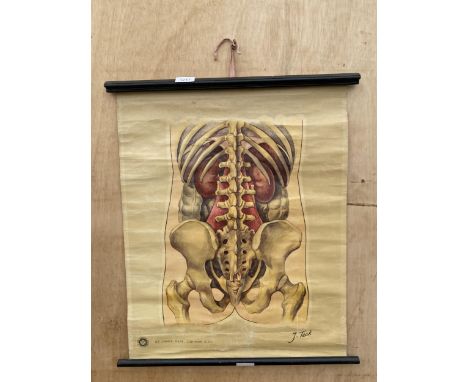 A VINTAGE 'ST JOHN'S GATE, LONDON E.C.I' DIAGRAM OF A HUMAN TORSO 