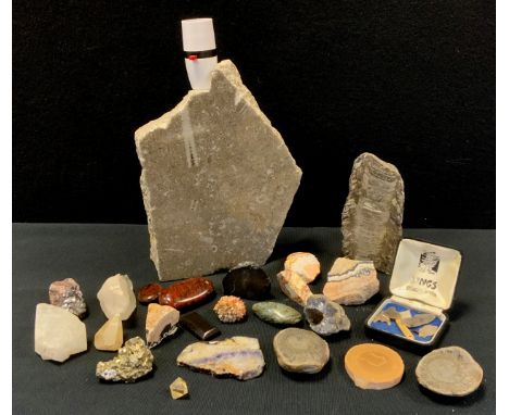 Natural History - a fossil slab polished and free form table lamp;  geology samples inc Irish Barites, quartz, serpentine, fl