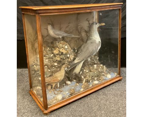 Taxidermy -  Victorian Arrangement - a Corncrake, a Herring Gull and an Artic Tern, amongst shells, mahogany glazed case, 67.