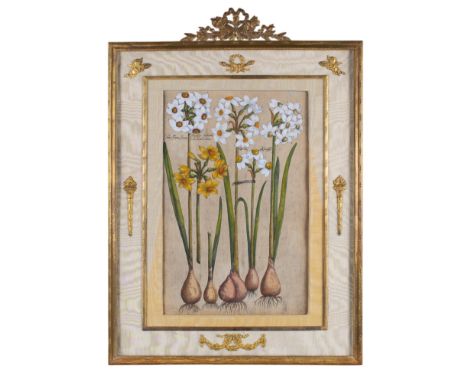 British 18th Century A pair of botanical hand coloured engravings of Narcissus flowers Watercolour and ink on coloured copper