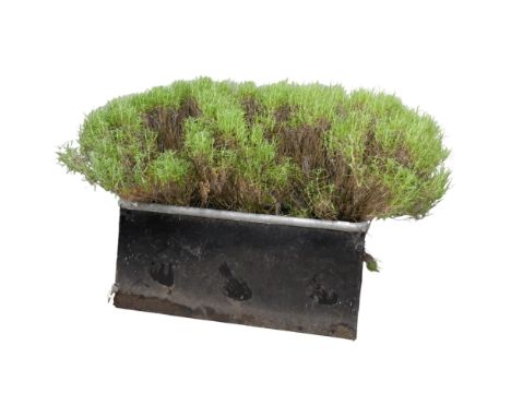 A rectangular painted galvanised metal planter, containing a mature rosemary bush. Planter dimensions 93x42x48cm.Overall dime