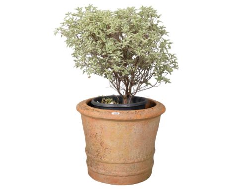 A weathered circular terracotta planter with scalloped decoration, containing a Pittosporum Tenuifolium plant. planter dimens