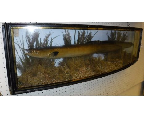 A taxidermy stuffed and mounted Eel, in naturalistic setting and verre eglomise bow-fronted display case, bearing label inscr