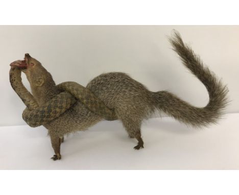 A vintage taxidermy of a mongoose and cobra. Mongoose modelled with mouth open, eating cobra whilst being constricted around 