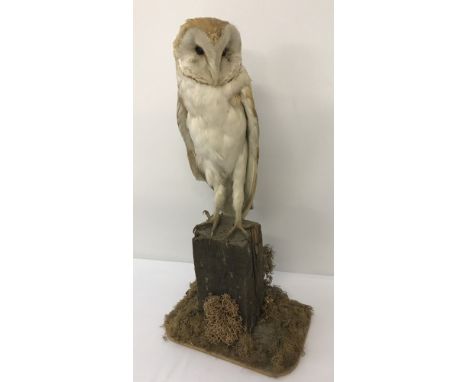 A vintage taxidermy of a barn owl sitting on a wooden post. Mounted onto wooden base surrounded by foliage.