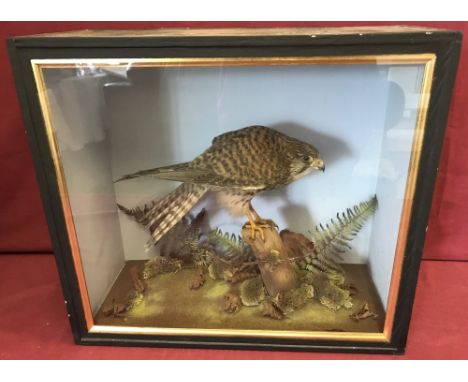 A vintage cased taxidermy of a kestrel sitting on a post surrounded by foliage. Wooden case painted black with pale blue inte