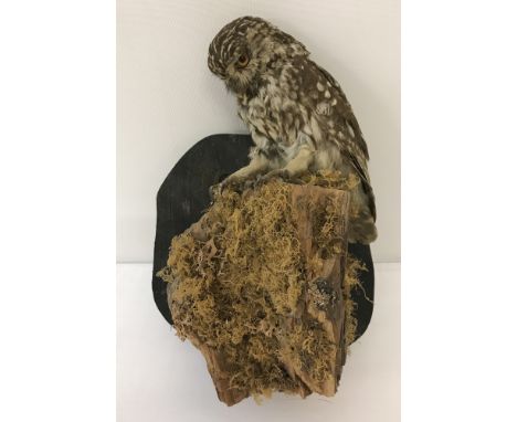 A vintage taxidermy of a little owl sitting on tree trunk cover in moss. Mounted onto a wooden wall hanging plinth.