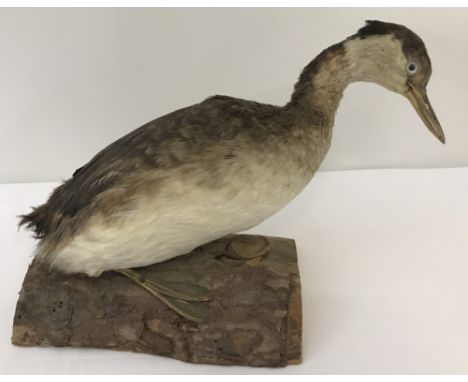 A vintage taxidermy of a water bird with webbed feet and pointed beak. Mounted onto a wooden base.