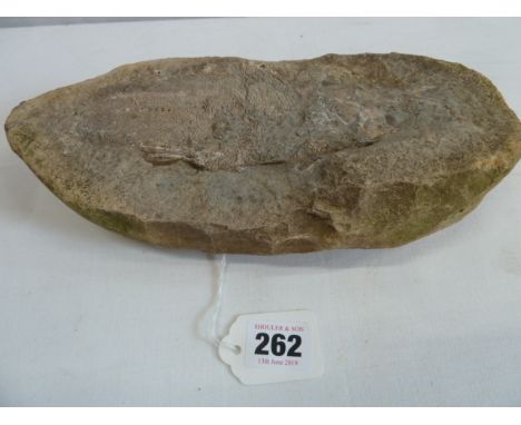Prehistoric fish fossil