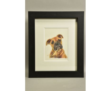 HAYLEY GOODHEAD (BRITISH CONTEMPORARY) 'BOXER STUDY SKETCH', a pencil drawing of a boxer puppy, initialled bottom left, colou