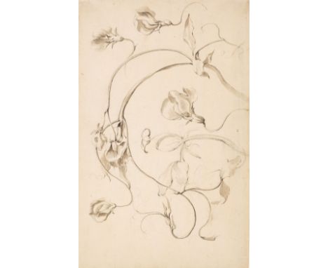 * Botanical drawings. Three drawings, comprising two pencil and wash drawings on laid paper, probably by the same competent h