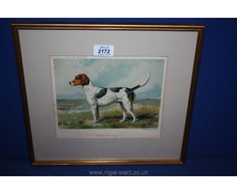 A framed and mounted Print of a foxhound (Archer) by C. Burton Barber, taken from Cassells illustrated book of The Dog.