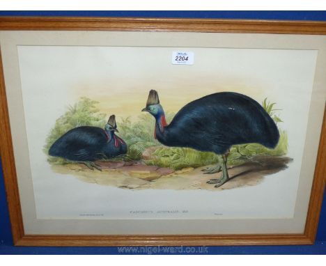 A framed and mounted coloured Lithograph depicting Casuarius Australis, 24 1/2" x 18".