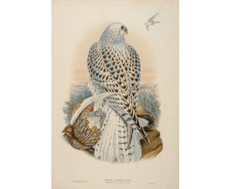 *Gould (John and Richter, H.C.). Falco Candicans (Greenland Falcon, dark race young), published in 'The Birds of Great Britai