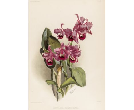 Biologie - Botanik - - Sander, Frederick. Reichenbachia. Orchids illustrated and described. First (second) series. 4 Bände. M