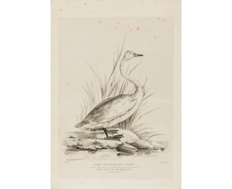 Birds.- [Cooke (Thomas)] A Letter to Mark Milbank, Esq. M.P....with Two Plates descriptive of the character of the Whistling 