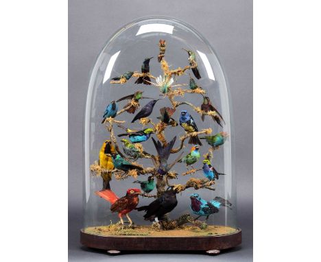 Taxidermy: A Late Victorian Display of South American Tropical Birds, circa 1870-1900, a typical high-quality colourful displ
