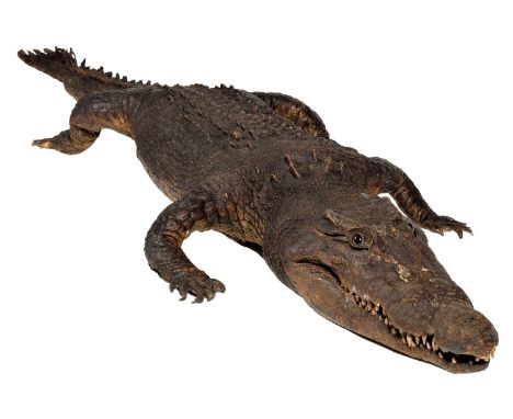 Taxidermy: An Early 20th Century Nile Crocodile (Crocodylus niloticus), circa 1900-1930, a full mount adult in low sneaking p