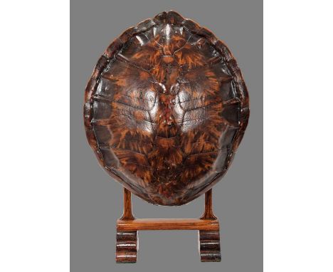 Natural History: A Green Turtle Shell Firescreen (Chelonia mydas), circa mid 20th century, an adult Green turtle shell mounte