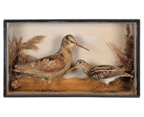 Taxidermy: A Victorian Cased Woodcock &amp; Common Snipe (Scolopax rusticola / Gallinago gallinago), by William Hart &amp; So