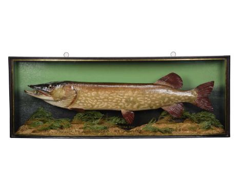 Taxidermy: A Cased Northern Pike (Esox lucius), dated 1953, by John Cooper &amp; Sons, 28 Radnor Street, St Luke's, London, E